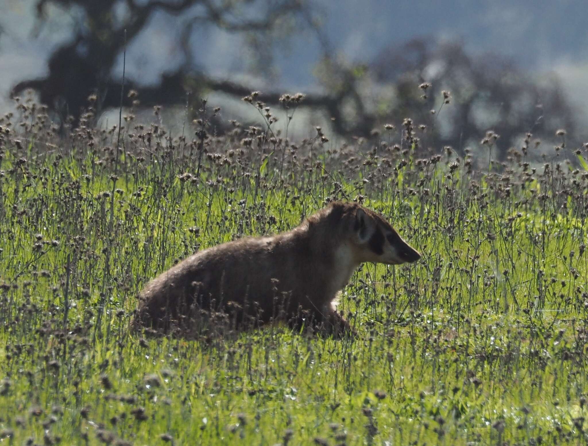 Image of badger