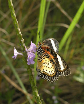 Cethosia cyane euanthes Fruhstorfer 1912 resmi