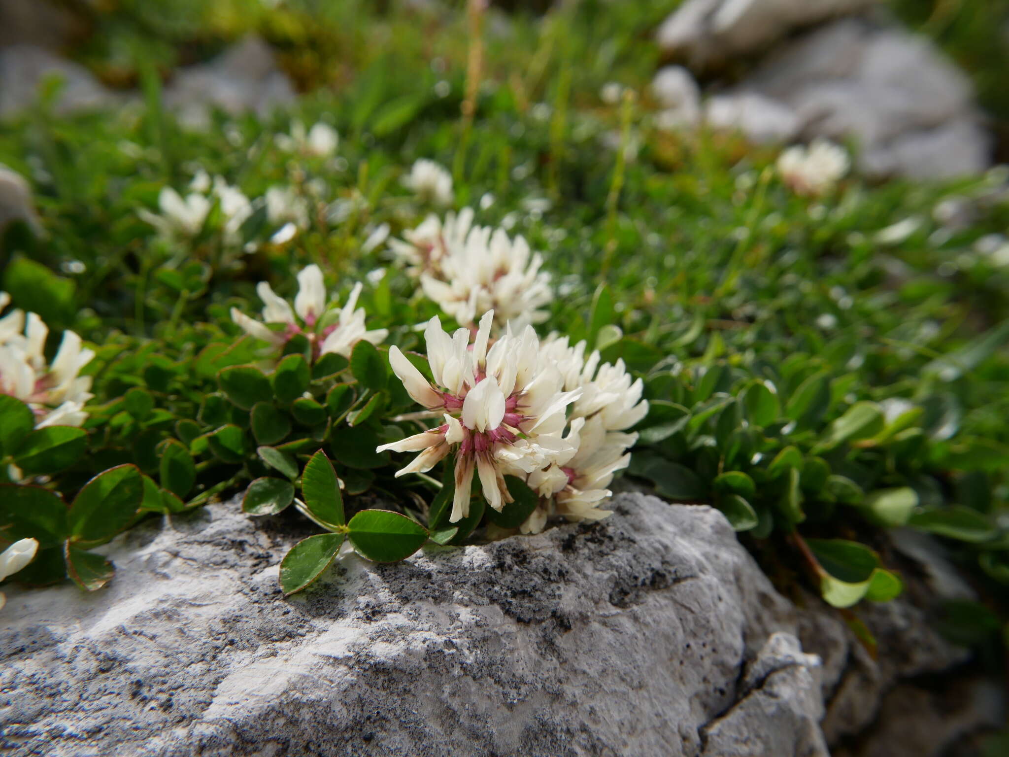 Plancia ëd Trifolium thalii Vill.