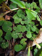 Image de Hydrocotyle exigua (Urb.) Malme