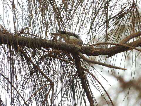 Image of White-rumped Seedeater