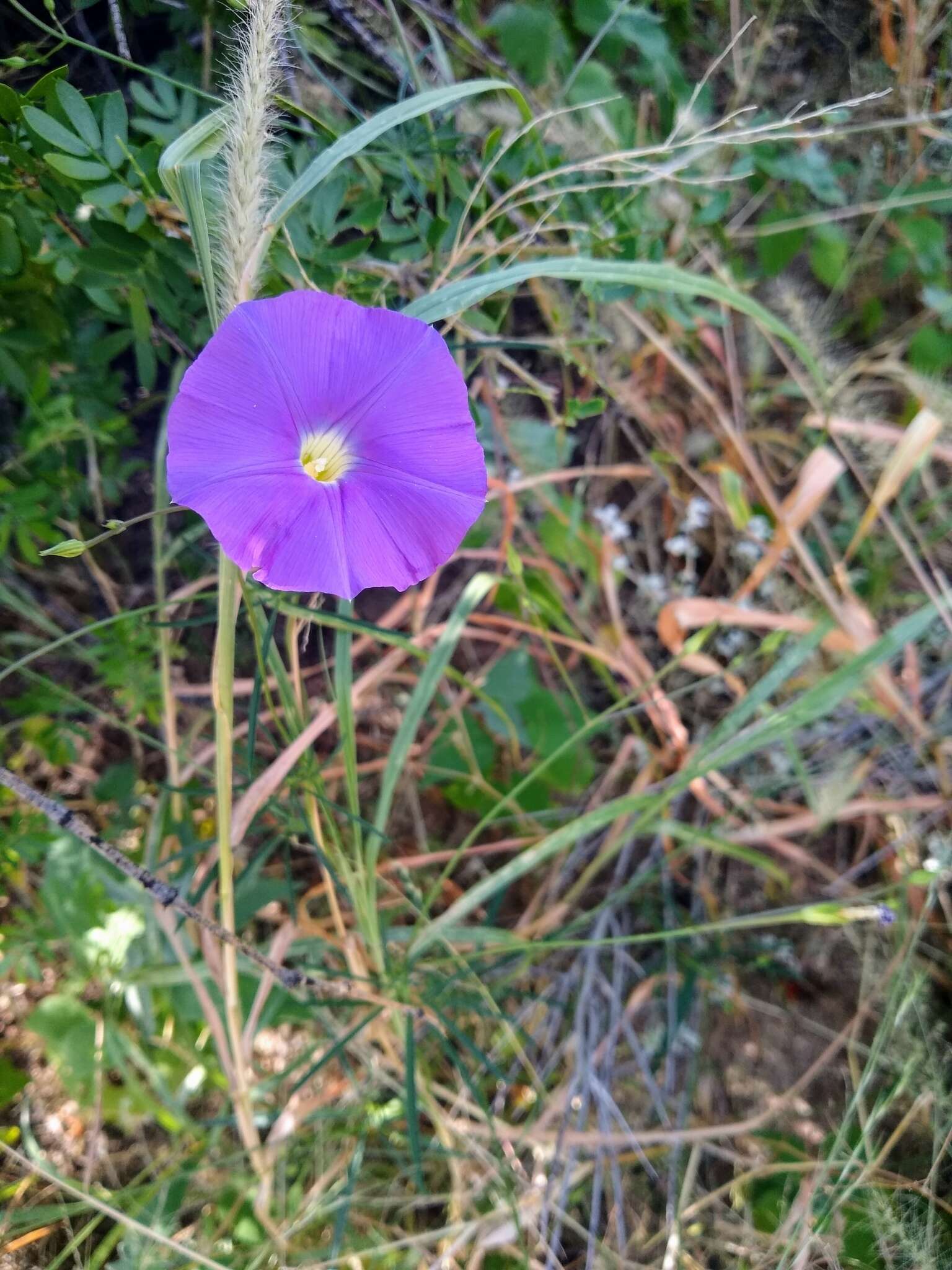 Imagem de Ipomoea ternifolia var. leptotoma (Torr.) J. A. Mc Donald