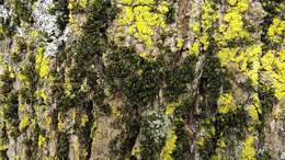 Image of Orthotrichum dentatum