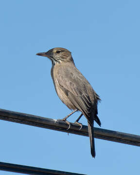 Image of Great Shrike-Tyrant