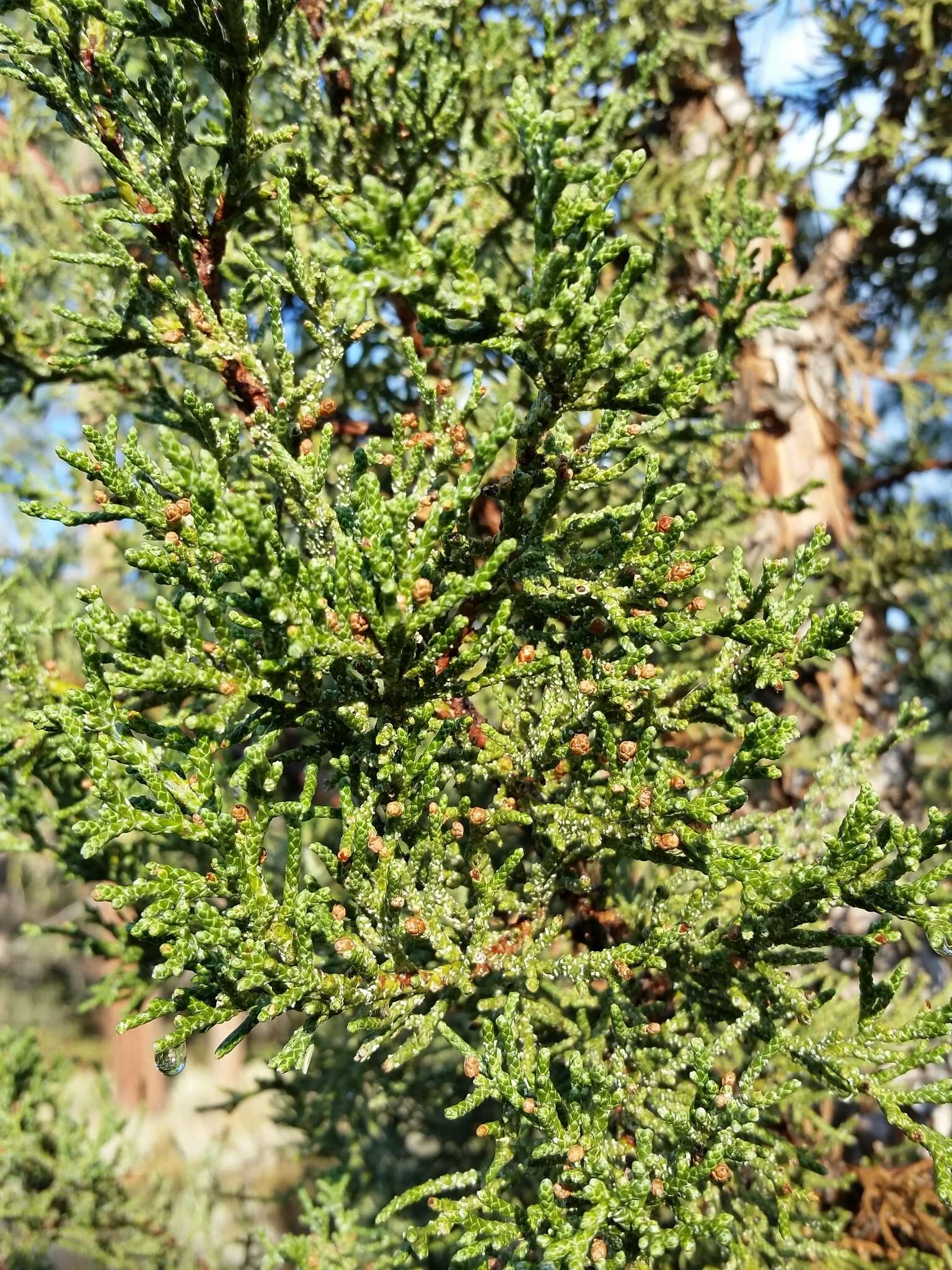 Juniperus occidentalis var. australis (Vasek) P. Lebreton & N. H. Holmgren的圖片