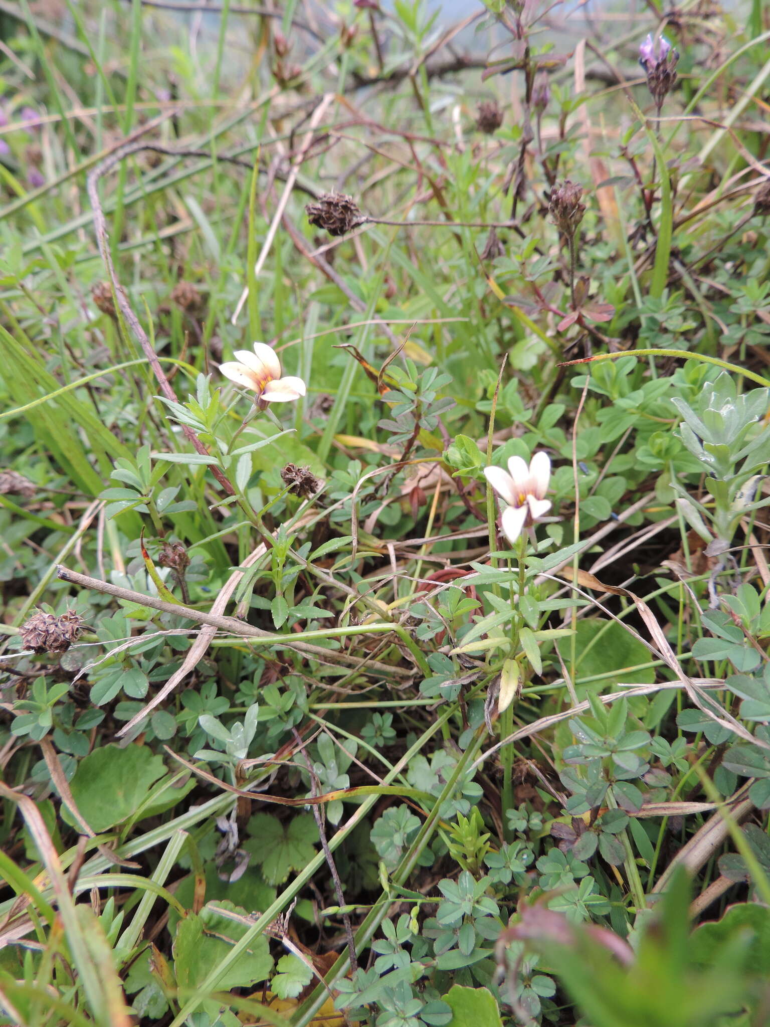 Sivun Monopsis stellarioides subsp. schimperana (Urb.) Thulin kuva