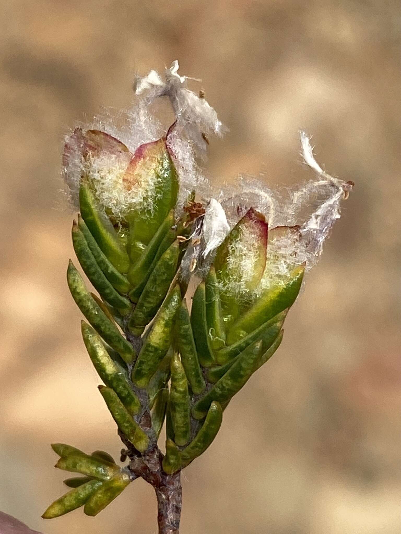 Image of Lachnaea marlothii Schlechter