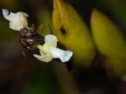 Dendrobium aloifolium (Blume) Rchb. fil.的圖片