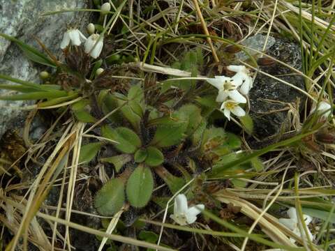 Image de Myosotis lyallii subsp. lyallii