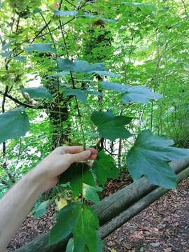 Imagem de Acer cappadocicum subsp. lobelii (Tenore) E. Murray