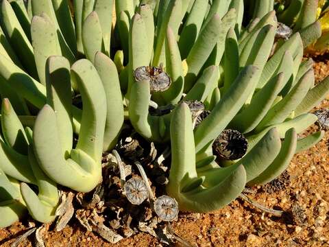 صورة Cheiridopsis denticulata (Haw.) N. E. Br.