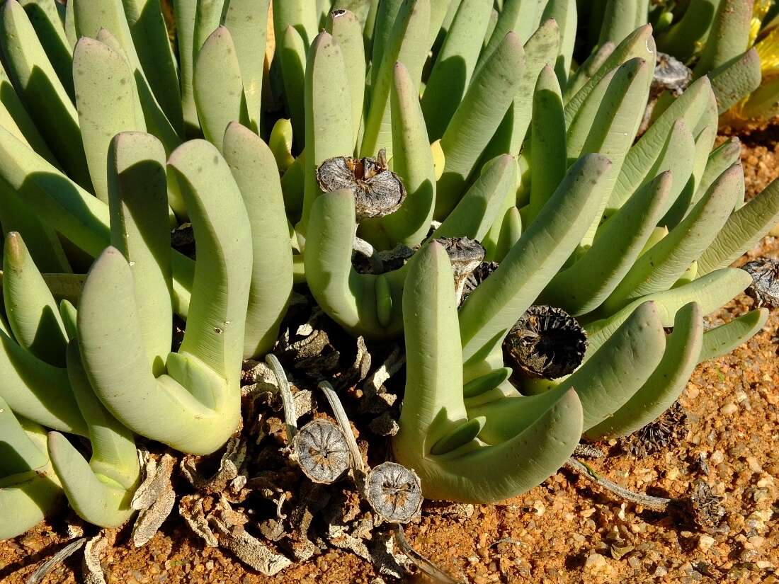 Plancia ëd Cheiridopsis denticulata (Haw.) N. E. Br.