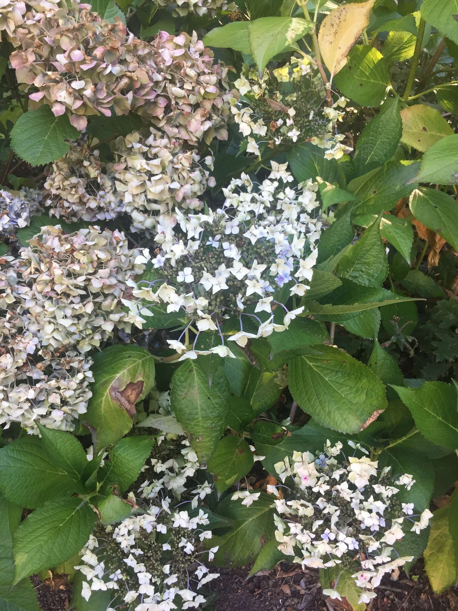 Plancia ëd Hydrangea macrophylla (Thunb.) Seringe