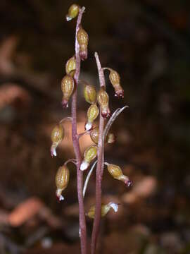 Image of autumn coralroot