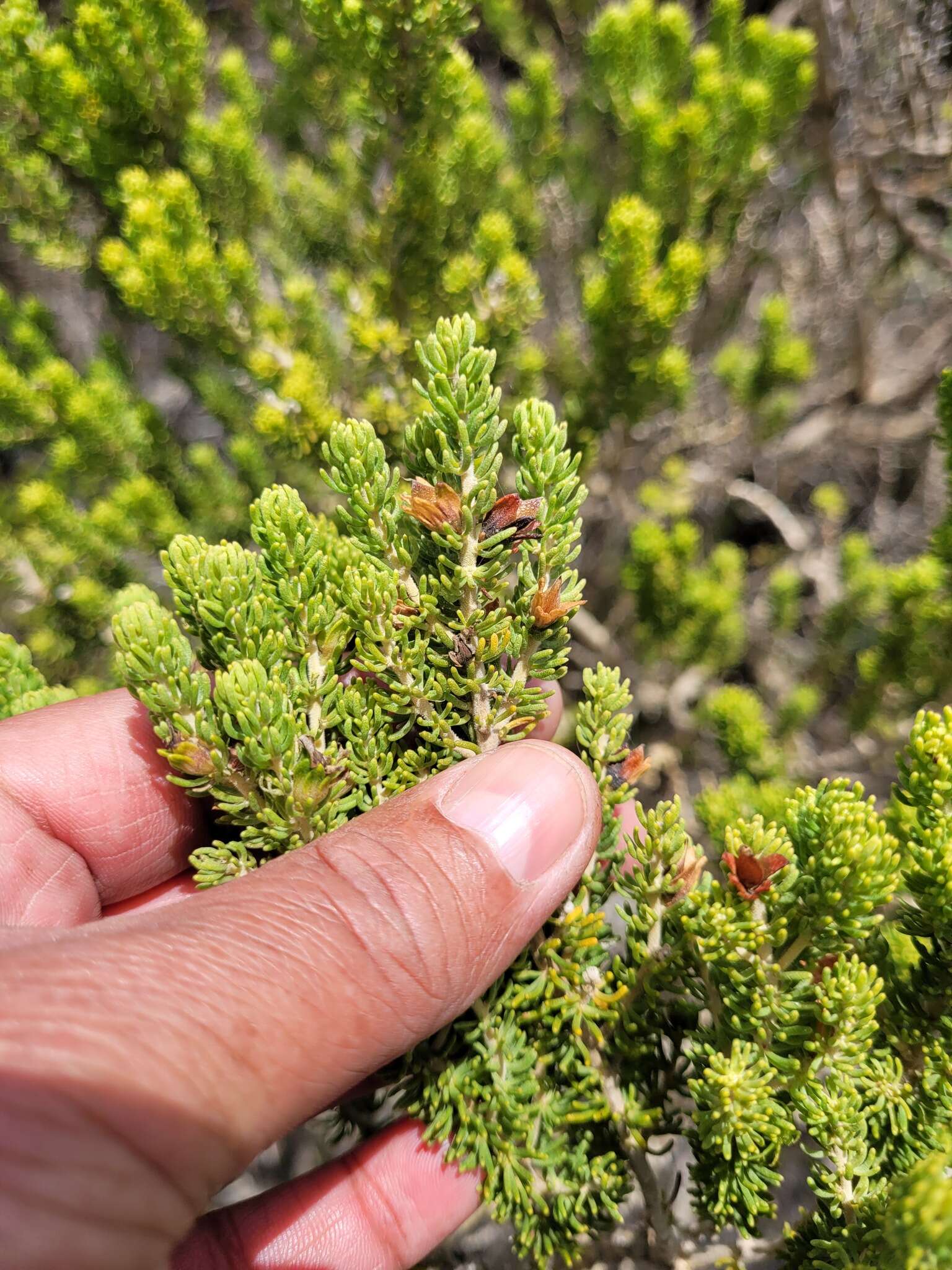 Слика од Aspalathus pallescens Eckl. & Zeyh.