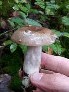 صورة Russula consobrina (Fr.) Fr. 1838