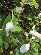 Image of silverleaf hydrangea
