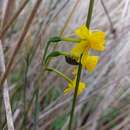 Image de Narcissus flavus Lag.