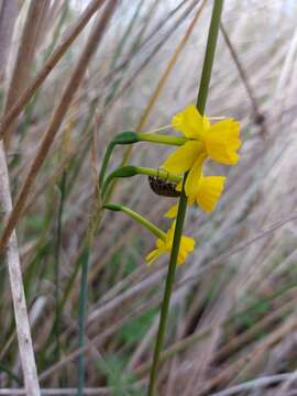 Image de Narcissus flavus Lag.