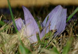 Image of Colchicum melanthioides subsp. melanthioides