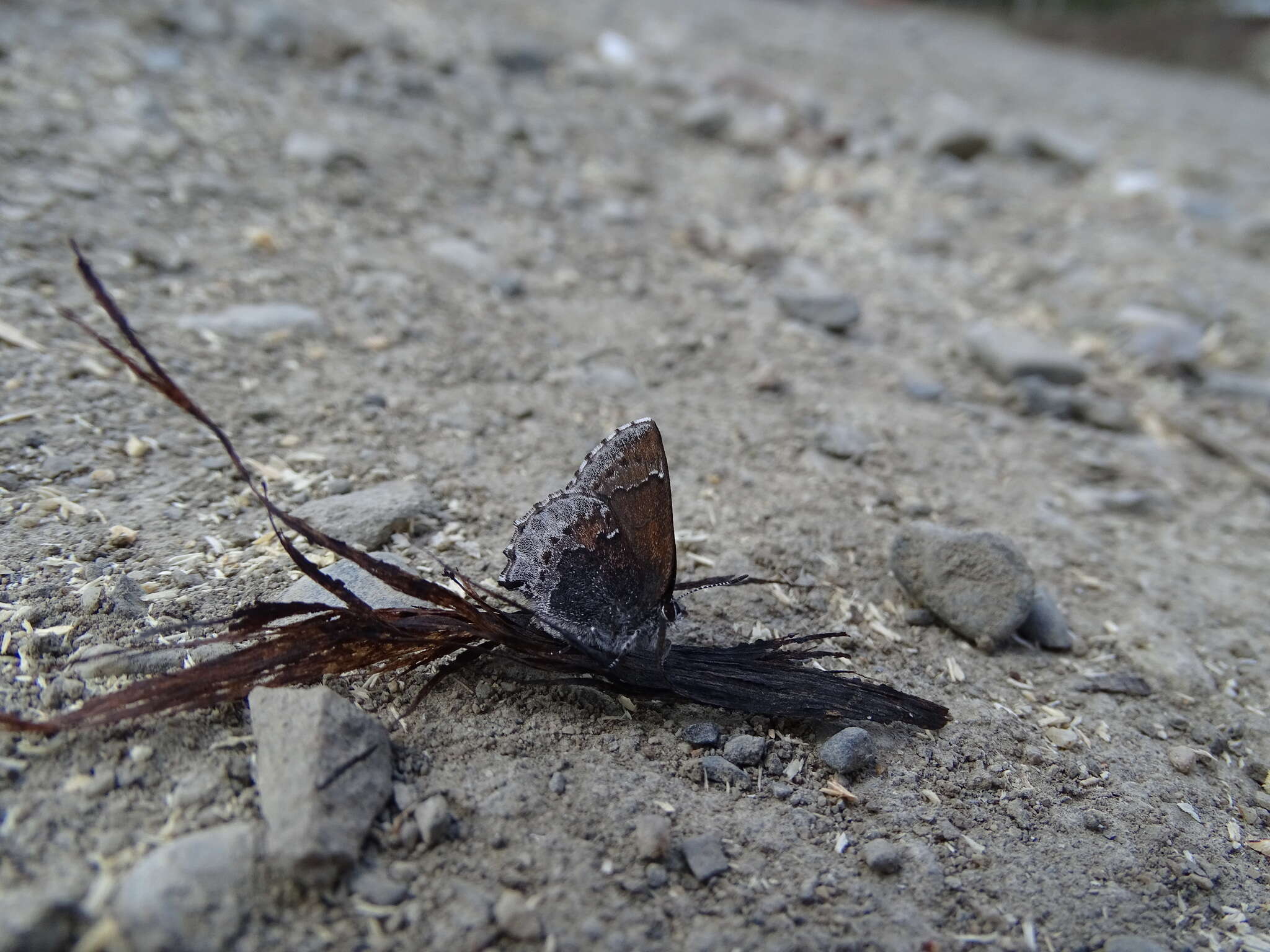 صورة Callophrys polios (Cook & Watson 1907)