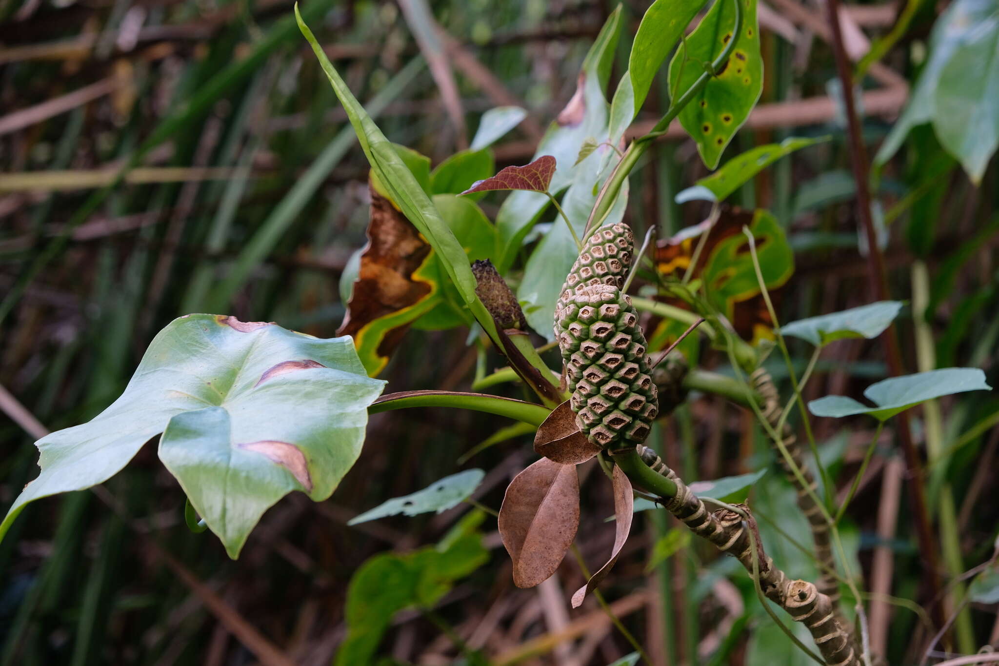 Image of yautia madera