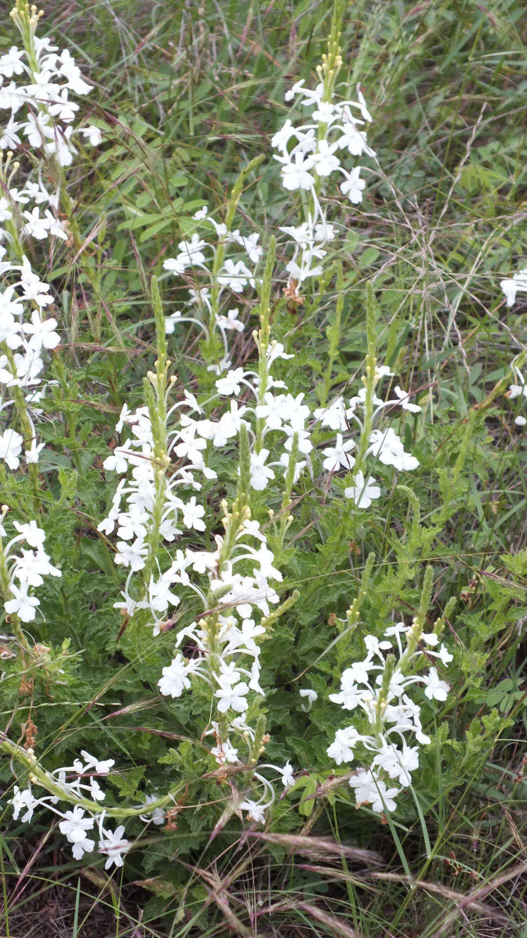 Image of Chascanum hederaceum (Sond.) Moldenke