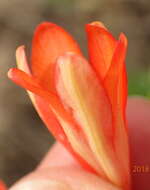 Image of Tritonia disticha subsp. disticha