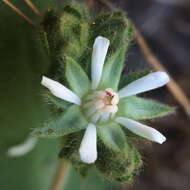 Image de Horkelia marinensis (Elmer) Crum ex Keck