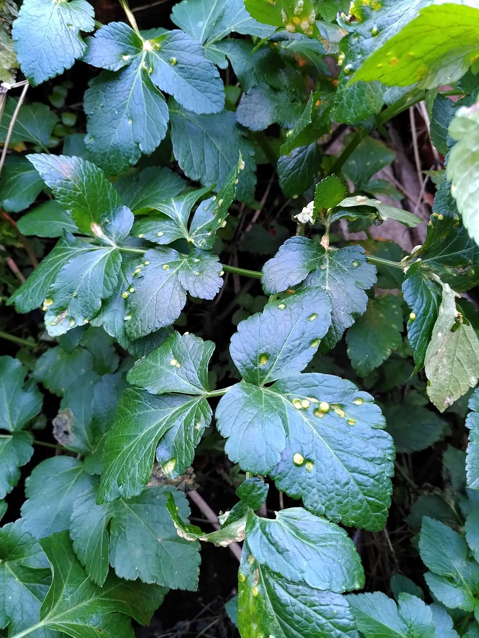 Imagem de Puccinia smyrnii Biv. 1816