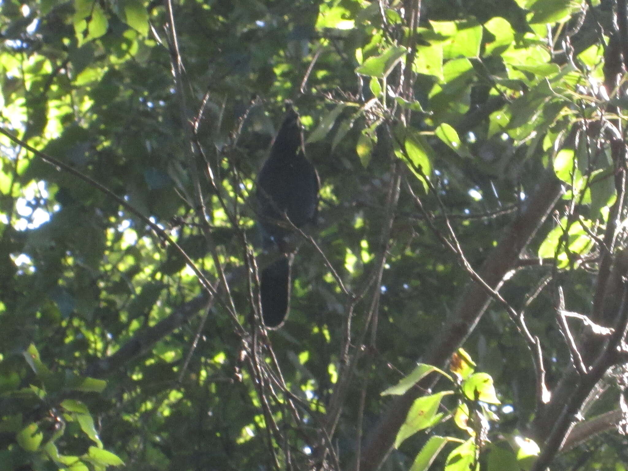 Image of Steller's Jay