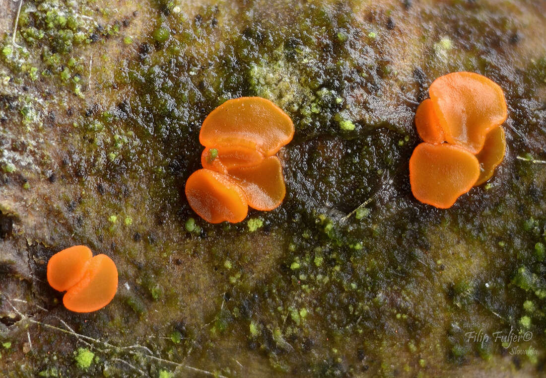 Image of Orbilia xanthoguttulata Baral 2014
