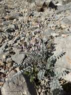 Image of widow's milkvetch