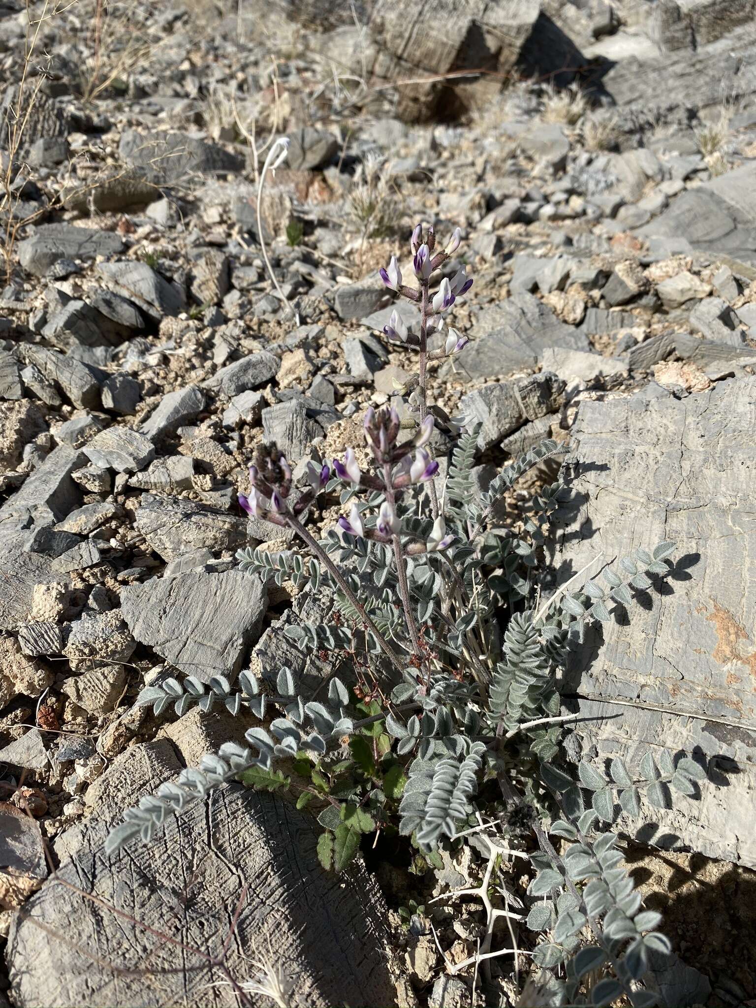 Image of widow's milkvetch