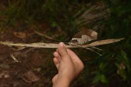 Image of Peacock katydid