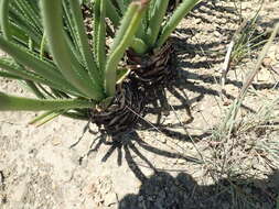 Image of Aloe dominella Reynolds