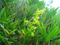 Image of Platanthera pachyglossa Hayata