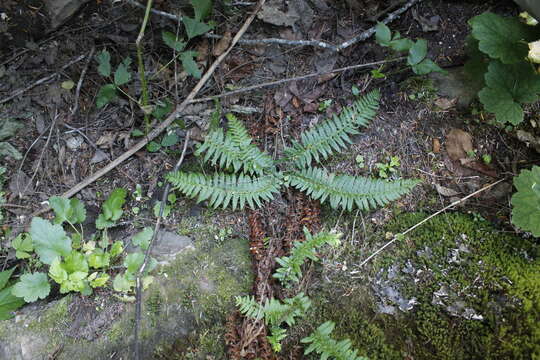 Image of Anderson's hollyfern