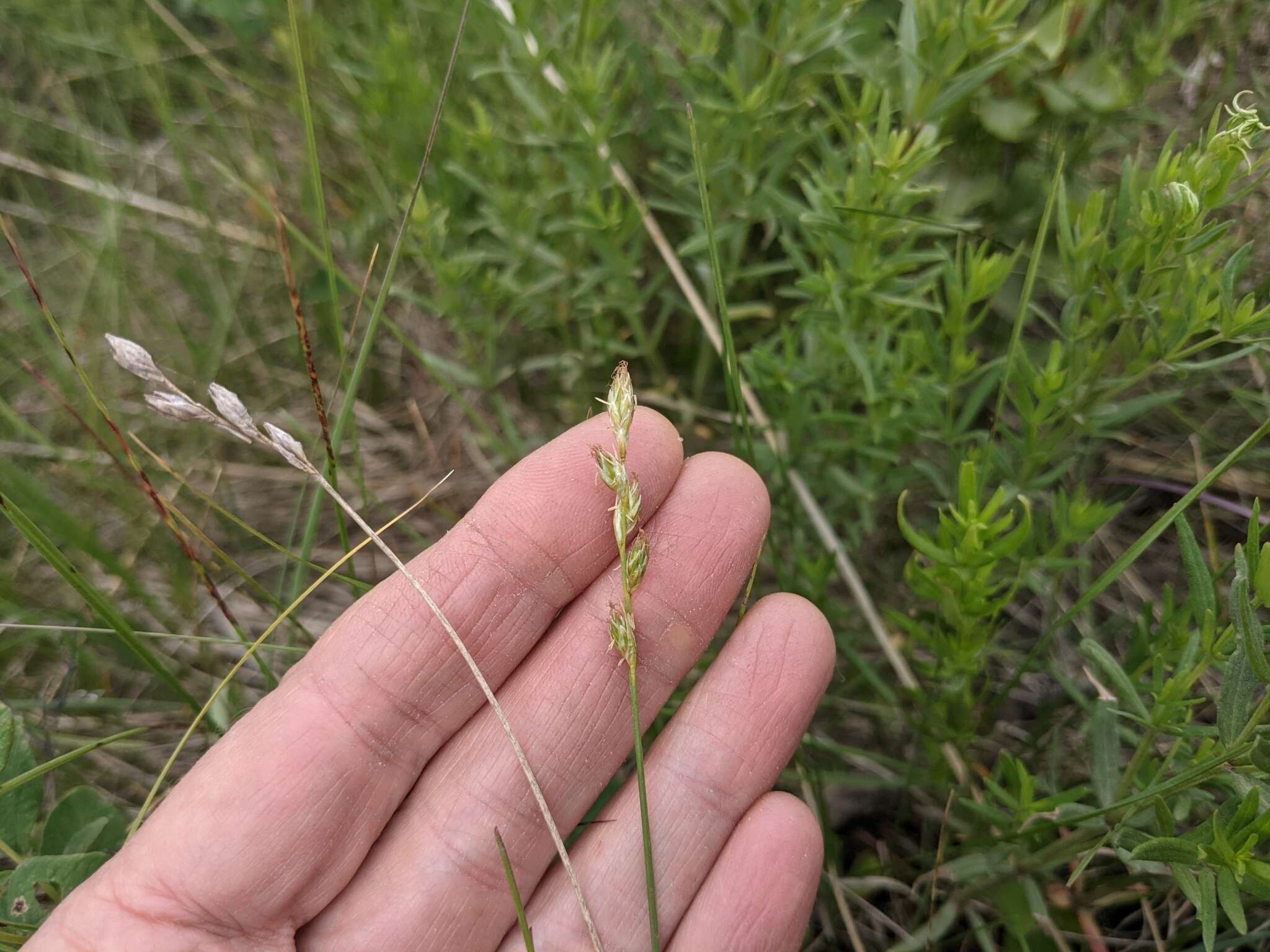 Image of whitescale sedge