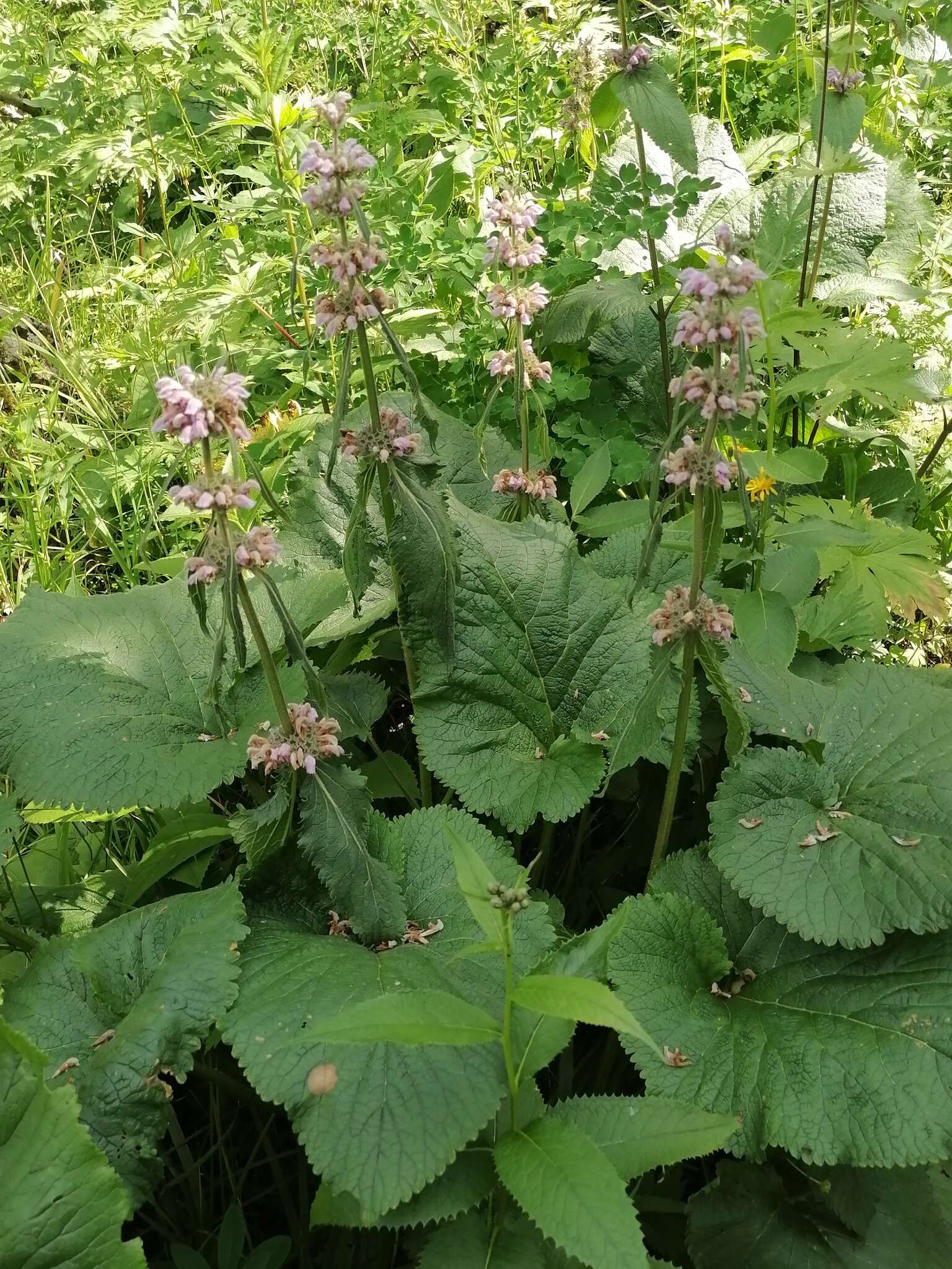 Image of Phlomoides alpina (Pall.) Adylov, Kamelin & Makhm.