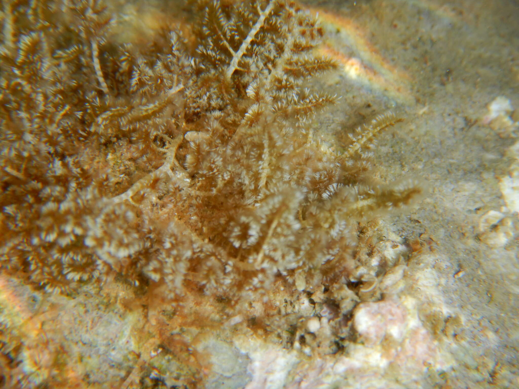 Image of Wrangelia penicillata