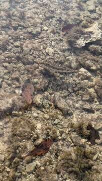 Image of Bandtail puffer