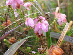 Image of Bog Heather