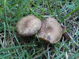 صورة Inocybe curvipes P. Karst. 1890