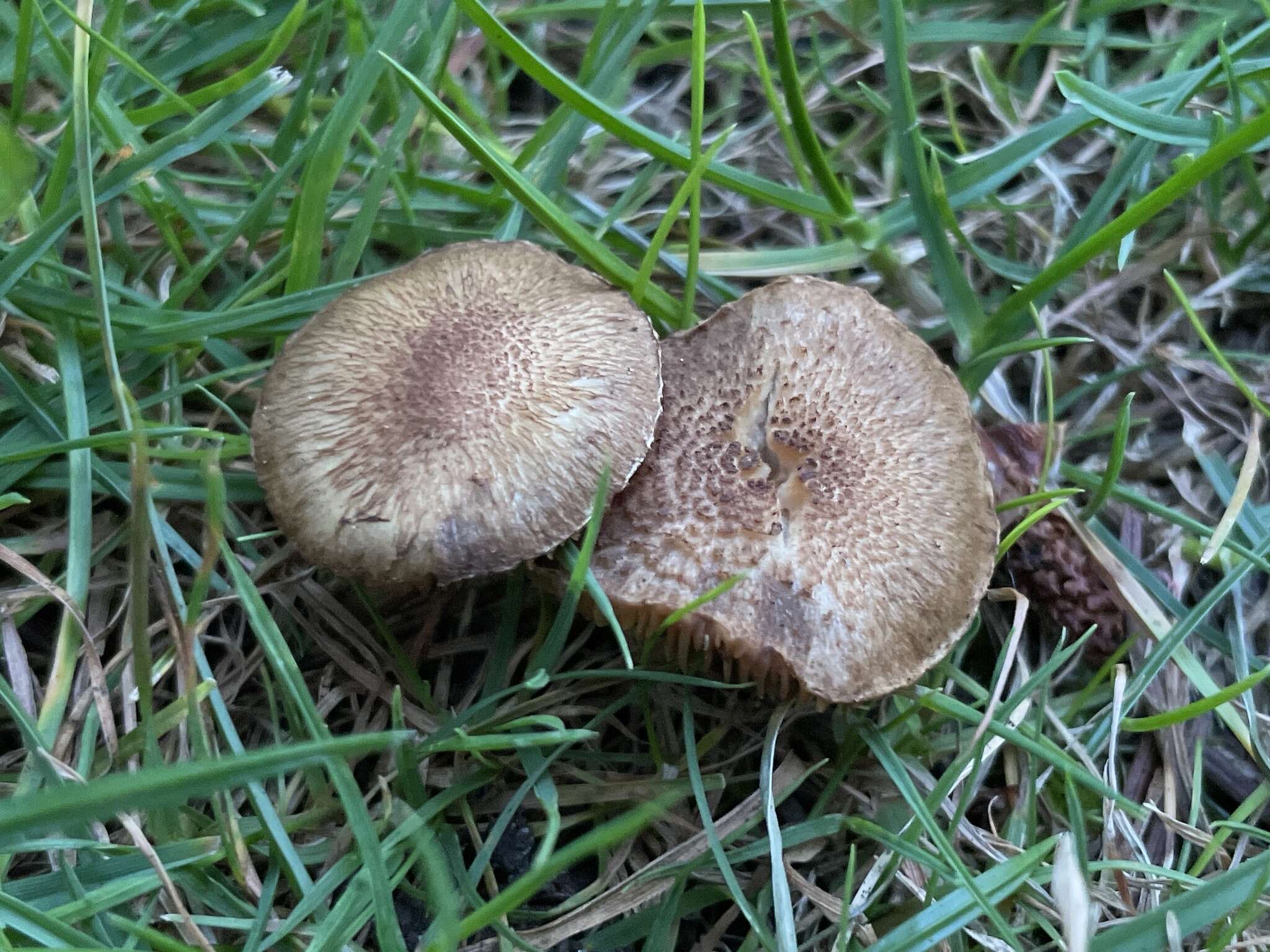 Image of Inocybe curvipes P. Karst. 1890