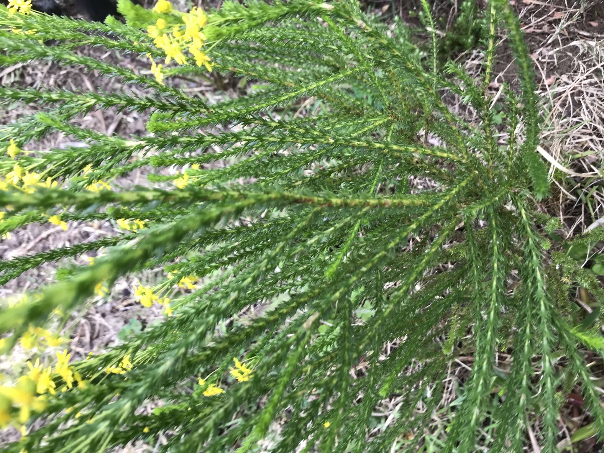 Image of Euryops virgineus (L. fil.) Less.