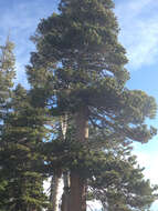 Imagem de Pinus contorta var. murrayana (Balf.) Engelm.