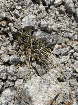 Image of King's rosy sandwort