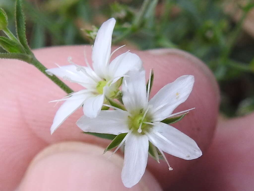 Image de Arenaria lanuginosa (Michx.) Rohrb.