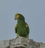 Image of Yellow-shouldered Amazon